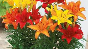 We did not find results for: Indoor Garden Design Tips Ideas Start Your Own Indoor Garden Rayagarden