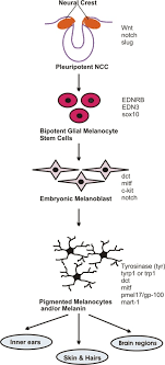 Current Challenges In Understanding The Story Of Skin Pigmentation Bridging The Morpho Anatomical And Functional Aspects Of Mammalian Melanocytes Intechopen