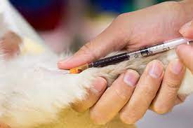 We did not find results for: Common Blood Tests Done On Cats