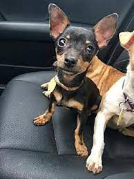 We may earn money or products from the companies mentioned in this post. Pittsburgh Pa Chihuahua Meet Rosita A Puppy For Adoption Puppy Adoption Pets Chihuahua