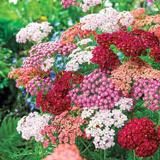 Tutti Frutti Yarrow Mixture Breck S