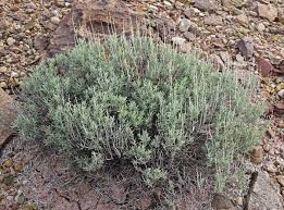 Image result for Atriplex