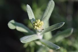 Image result for Gnaphalium