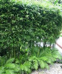 Brise Vue Vegetal Cachez Au Naturel Terrasse Jardin Amenagement Jardin Bambous Jardin