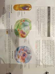 Check spelling or type a new query. Bio 101 Ch4 Cell Structure Flashcards Quizlet