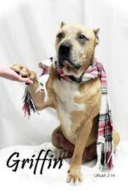 Pin On American Pitbull Terriers And Friends 3