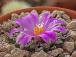 Image result for Kotschya carsonii