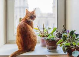 We did not find results for: Which Flowers And Plants Are Safe For Cats Petmd