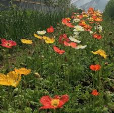 Pour a couple of inches of the just boiled water into a mug. Poppy Iceland Champagne Bubbles Mix Siskiyou Seeds