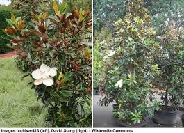 Great savings & free delivery / collection on many items. Magnolia Trees And Shrubs With Their Flowers And Leaves Pictures