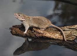Pesky Critters Uk Pest Management Solutions In Berkshire