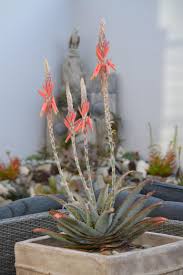 Image result for Aloe suprafoliata