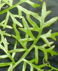 Image result for Parkeriaceae