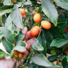 I love eating kumquats whole, but they are also good in marmalades, in salads, added to breads, and. What Is A Kumquat How To Eat A Kumquat Benefits Recipes