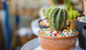 In the wild, animals that eat cacti include: Why Cacti Make Excellent Gifts