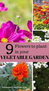 Learn when to plant some of the most popular annuals, perennials, and bulbs, including when to start seeds and move young plants outdoors. 9 Flowers You Should Grow In Your Vegetable Garden Garden Layout Vegetable Planting Flowers Common Garden Plants