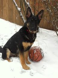 6 week old german shepherd short hair. German Shepherd 5 Months Old German Shepherd Puppies Shepherd Puppies German Shepherd