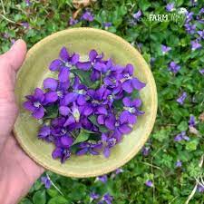 Violet Flower Vinegar 5 Ways To Use It Violet Flower Flowers Medicinal Plants