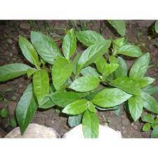 Maybe you would like to learn more about one of these? Tanaman Bibit Ngokilo Shopee Indonesia