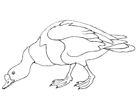 The spruce / christopher lee foto while it's common to paint over dark wood trim with white paint, we th. A Large And Heavy Bodied Muscovy Duck Looking For The Food Coloring Pages Birds Coloring Pages Coloring Pages For Kids And Adults
