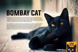 Ada enam subspesies harimau yang berbeda yaitu. Cat Breeds And How They Came To Be 51 Pics Izismile Com