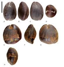 Image result for Viridivia suberosa