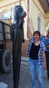 Pescuit pe dunare la somn #2/18. CapturÄ ImpresionantÄ La Pescuit Un Somn De 85 De Kilograme Prins In DunÄre La Rasova
