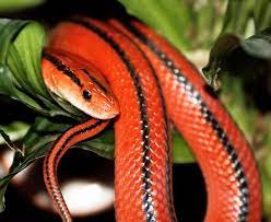 Stunning Red Snake Animals Reptile Snake Reptile Snakes Cute Reptiles