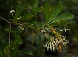 Image result for Pavetta eylesii