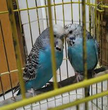 Ankara Muhabbet Kusu Alim Satim Home Facebook