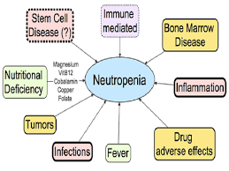 N hyperplasia of red bone marrow and metaplasia of the yellow bone marrow into red. Potential Use Of Haematopoietic Or Mesenchymal Stem Cells In The Treatment Of Immune Mediated Neutropenia In Domestic Canines Biology Engineering Medicine And Science Reports