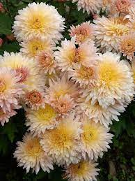 Mum Chiffon Bluestone Perennials Flowers Perennials Chrysanthemum Perennial Plants