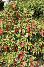 Image result for Acalypha lanceolata