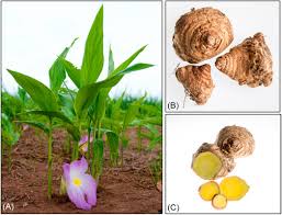 Image result for Siphonochilus