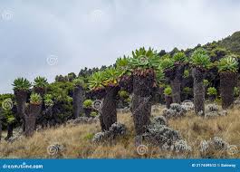 Image result for Disperis kilimanjarica