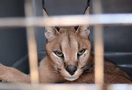 Not ximena saenz she is incredibly captivating and mesmerize your soul.