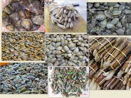 Sebagai warga negara yang baik, tentu kita harus membayar pajak sesuai nominal. Diantara Jenis Jenis Siput Kongsi Apa Apa Sahaja Facebook