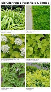 Sweet caroline sweetheart lime from proven winners has beautiful lime green foliage that makes a wonderful component plant in combinations. Six Chartreuse Perennials And Shrubs For Your Garden Landscaping Plants Plants Perennials
