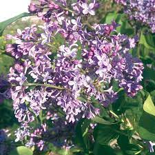 Lilac bushes are not native to north america. President Lincoln Lilac Garden Center Bareroot Jung Seed Company