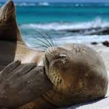 Marine mammals | National Oceanic and Atmospheric Administration