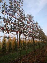 Maybe you would like to learn more about one of these? Pleached Crab Apple Malus Perpetu Evereste Rosaceae Hedgeworx