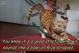 Pin By Catmom On All Cats Funny Cats Cat Memes Good Stretches