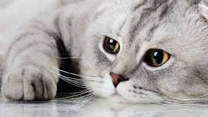 Visit one of two clinic locations as well as our mobile clinic. Mypetsa Pet Clinic