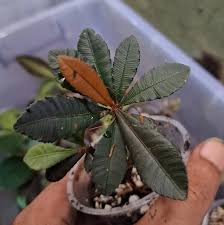 Image result for Sauvagesia