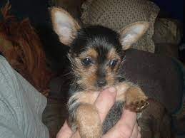 Pin On My Little Abbigail