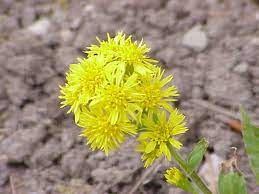 Official State Flower Goldenrod Is A Genus Of About 100 Species Of Flowering Plants In The Family Ast Kentucky State Flower Bee Friendly Garden Best Perennials