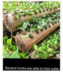 Pin Oleh Deanne Fitch Di Garden Of Eating Kebun