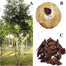 Image result for Dalbergia