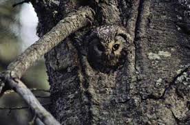 Animals That Use Camouflage Animals Camouflage Sneaky Animals