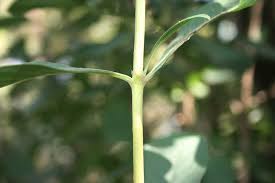 Image result for Pavetta gardeniifolia